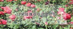 22朵玫瑰花花语是什么