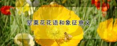 罂粟花花语和象征意义