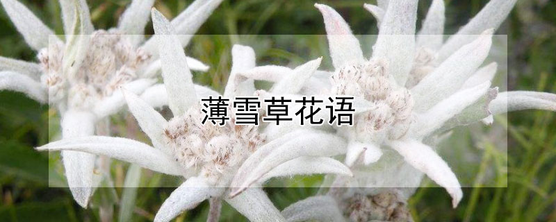 薄雪草花语