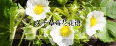 关于草莓花花语