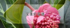 宝莲灯花语