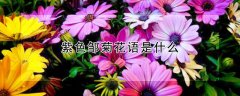 紫色邹菊花语是什么
