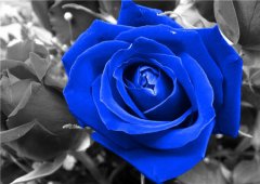 蓝玫瑰的花语介绍有哪些？