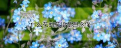 什么花的花语是想念你