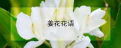 姜花花语