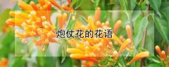 炮仗花的花语