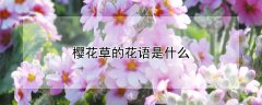 樱花草的花语是什么