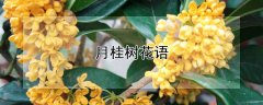 月桂树花语