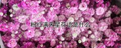 粉红满天星花语是什么