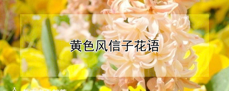 黄色风信子花语