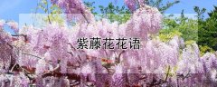 紫藤花花语