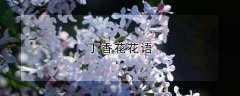 丁香花花语