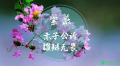 检察花语 检察君，你究竟开的是什么花？