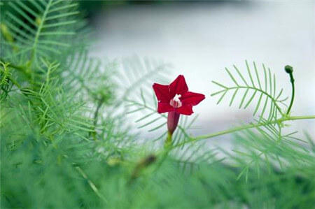 茑萝的花语和植物文化 第2张