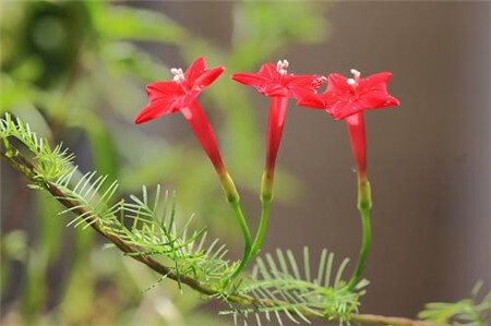 茑萝的花语和植物文化 第4张