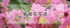 紫薇花花语