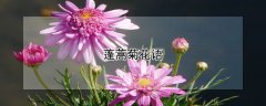 蓬蒿菊花语