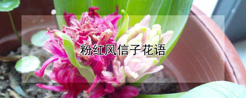 粉红风信子花语