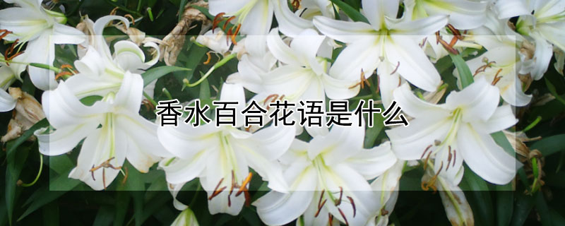 香水百合花语是什么