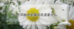 不同颜色的菊花花语是什么