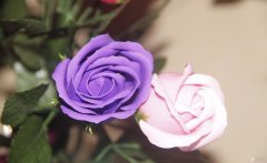 紫色玫瑰花语有哪些？