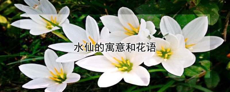 水仙的寓意和花语