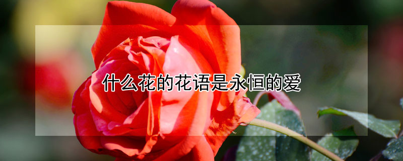 什么花的花语是永恒的爱