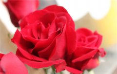 红玫瑰的种植和花语有哪些？