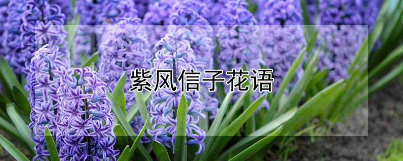 紫风信子花语