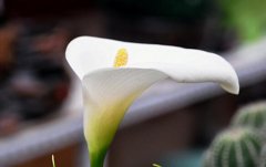 马蹄莲的花语有哪些？
