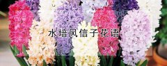 水培风信子花语