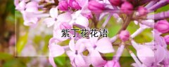 紫丁花花语