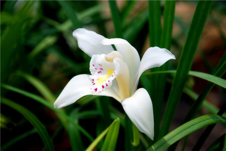 独占春的花语及意义 第3张