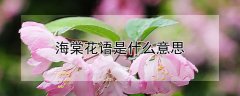 海棠花语是什么意思