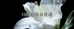 12朵白百合花语