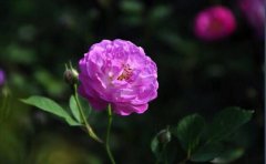 不同颜色的蔷薇花花语大全有哪些？