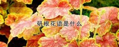 矾根花语是什么