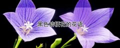 黑色桔梗花的花语