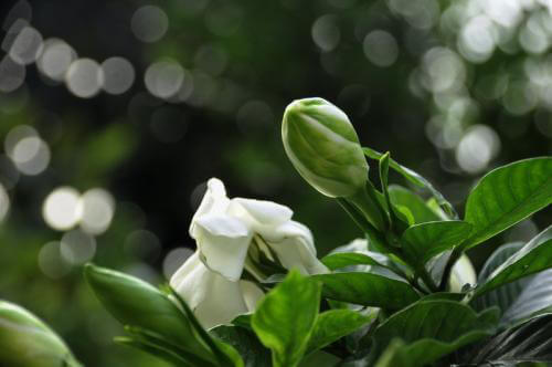 栀子花的花语是什么 第3张