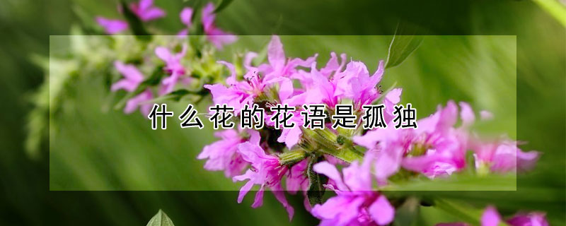 什么花的花语是孤独