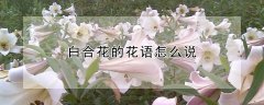 白合花的花语怎么说