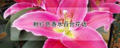 粉红色香水百合花语