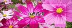 格桑花语