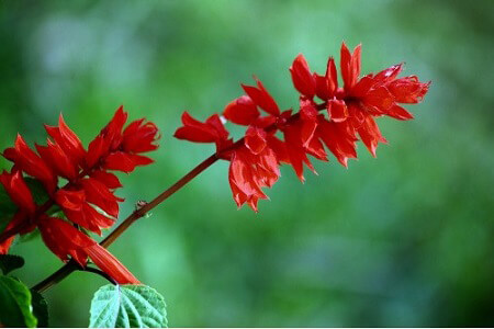 一串红的花语是什么 第2张