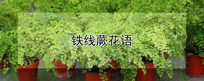 铁线蕨花语