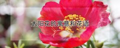 太阳花的寓意和花语