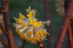 结香花的花语介绍有哪些？