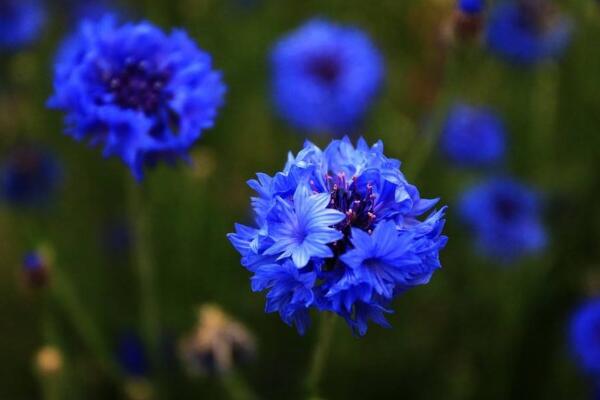 蓝花矢车菊的花语
