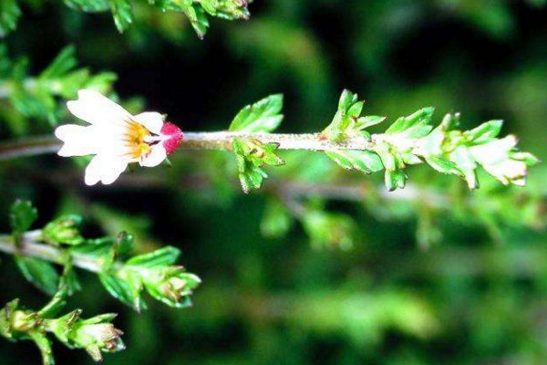 小米花的花语