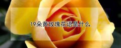19朵黄玫瑰花语是什么